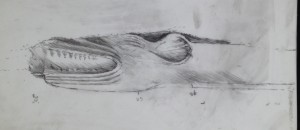 Fig. 6. Underwater drawing of the figurehead by Professor Jon Adams.